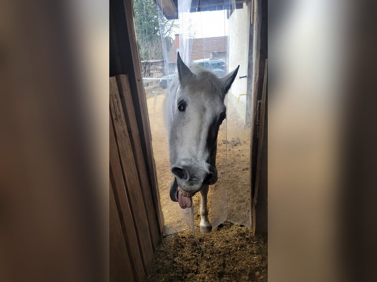 PRE Croisé Jument 21 Ans Gris in Übersee