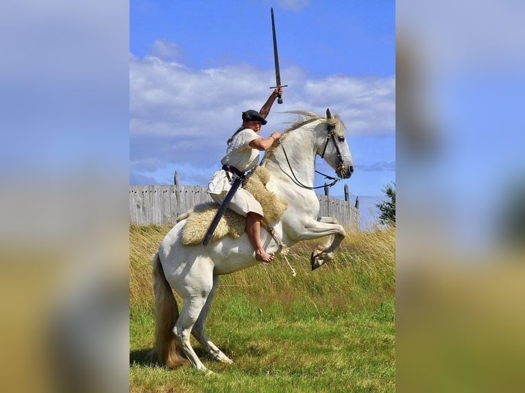 PRE Croisé Jument 22 Ans 155 cm Blanc in Fredensborg