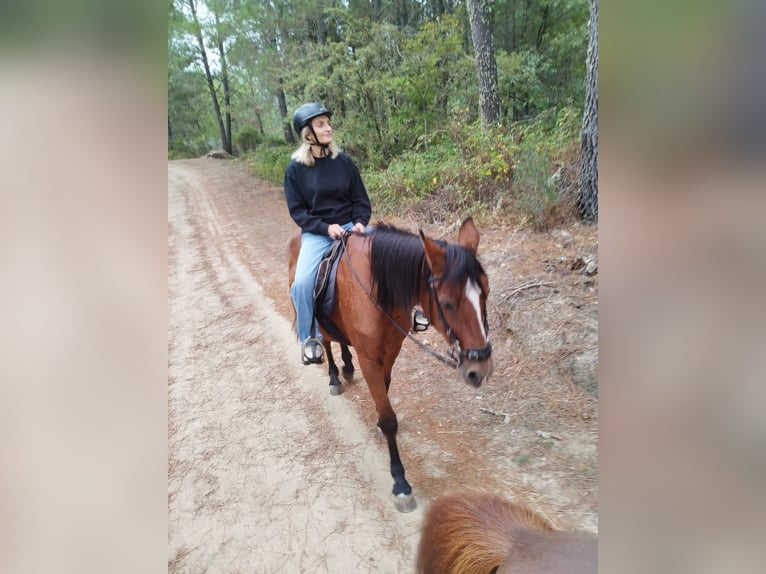 PRE Croisé Jument 25 Ans 160 cm Bai cerise in Santa Cruz Del Valle