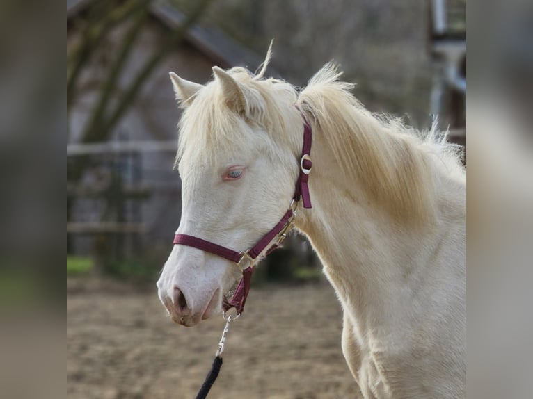 PRE Croisé Jument 2 Ans 128 cm Perlino in Visz