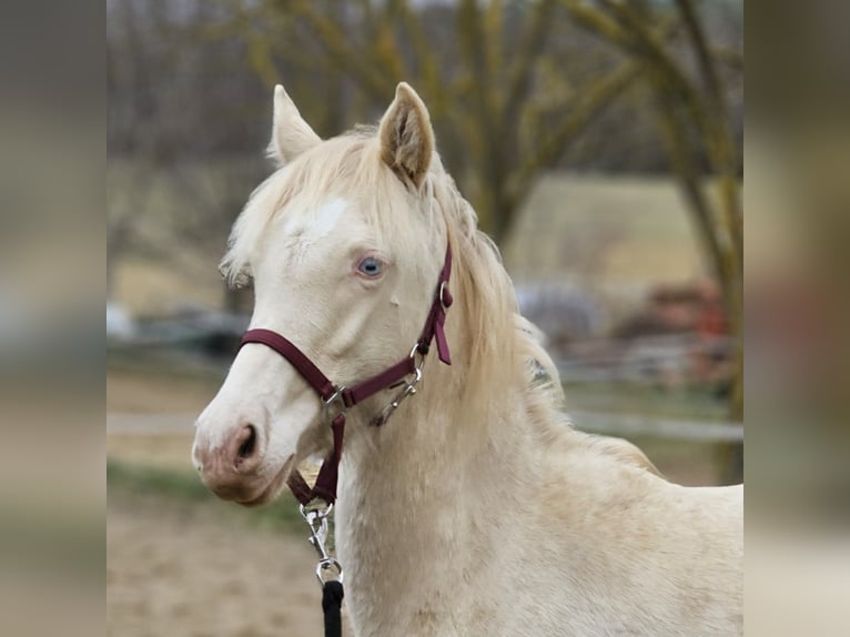 PRE Croisé Jument 2 Ans 129 cm Perlino in Visz