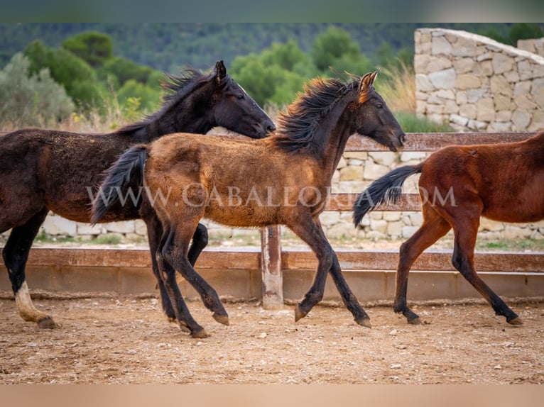 PRE Jument 2 Ans 130 cm Noir in Valencia