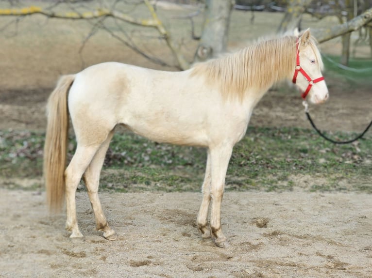 PRE Croisé Jument 2 Ans 144 cm Perlino in vISZ