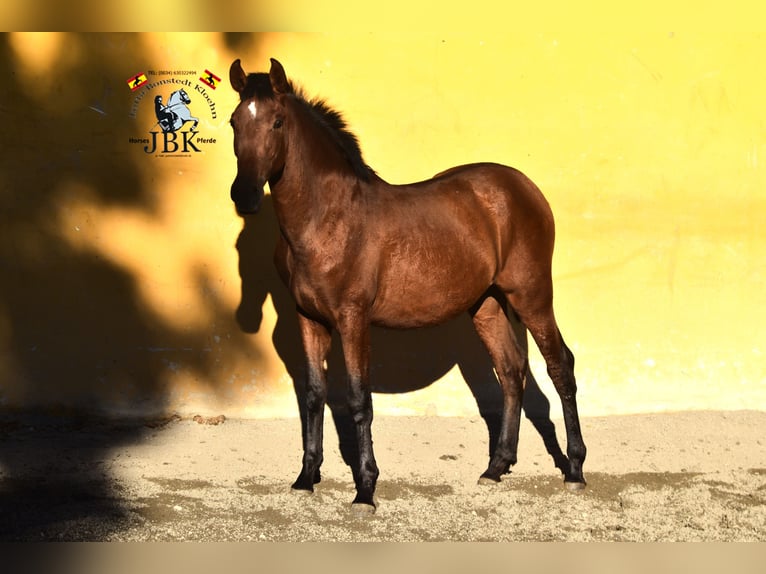 PRE Jument 2 Ans 145 cm Bai in Tabernas Almeria