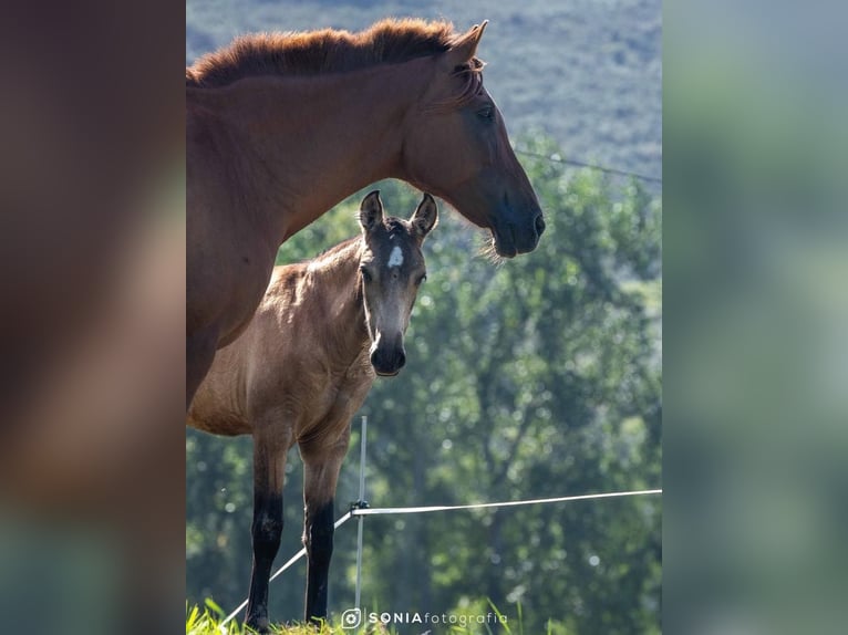 PRE Croisé Jument 2 Ans 145 cm Isabelle in Sevilla