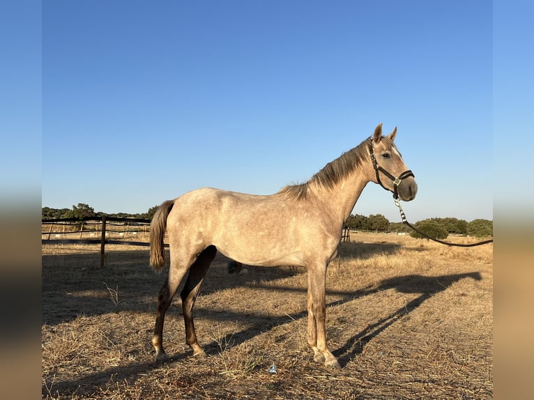 PRE Croisé Jument 2 Ans 147 cm Gris in Colmenar Viejo