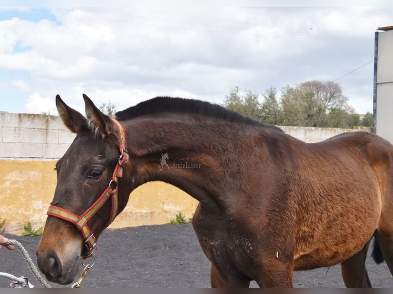 PRE Jument 2 Ans 147 cm Isabelle in Provinz Granada