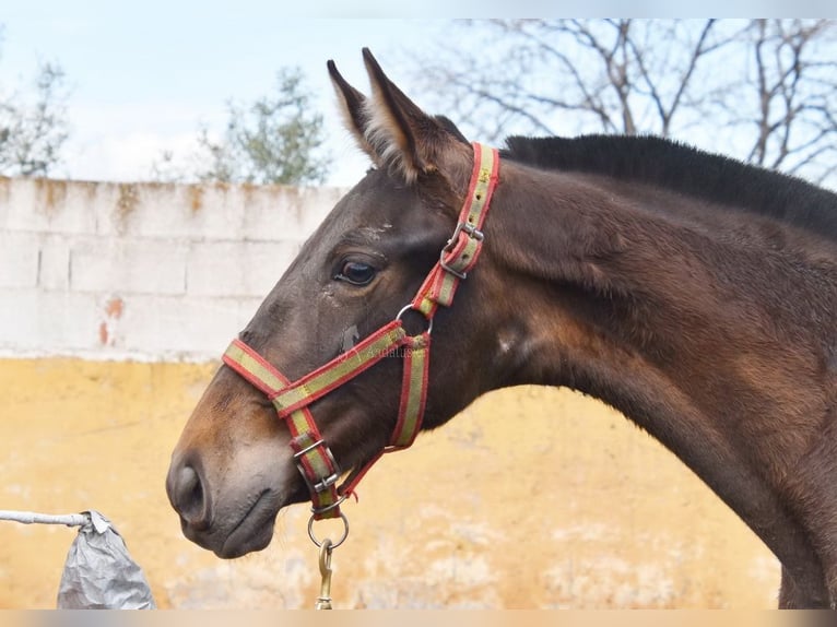 PRE Jument 2 Ans 147 cm Isabelle in Provinz Granada