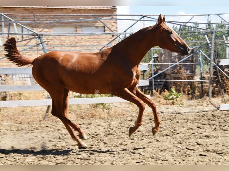 PRE Jument 2 Ans 149 cm Alezan in Provinz Granada