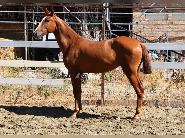 PRE Jument 2 Ans 149 cm Alezan in Provinz Granada