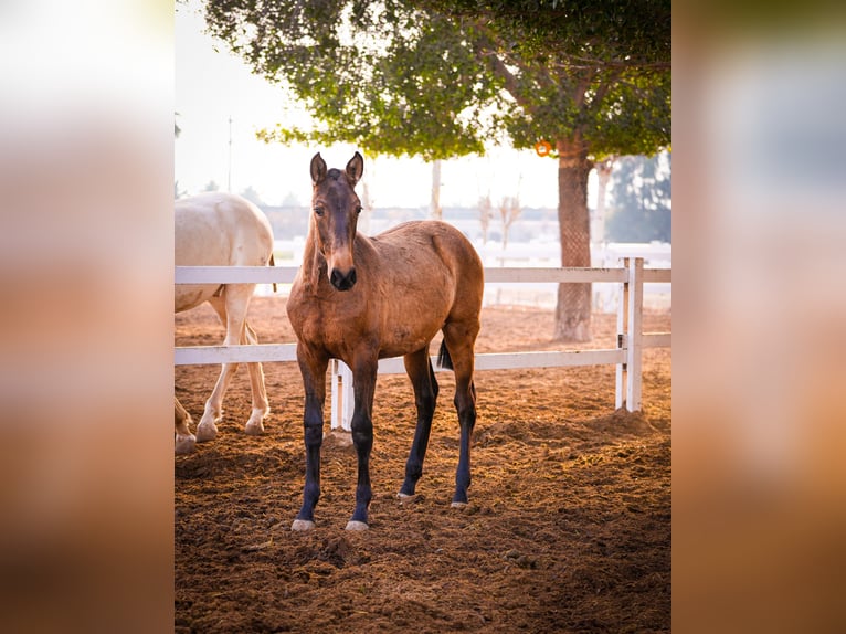 PRE Croisé Jument 2 Ans 150 cm Bai in Valencia