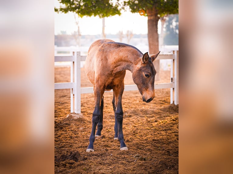 PRE Croisé Jument 2 Ans 150 cm Bai in Valencia