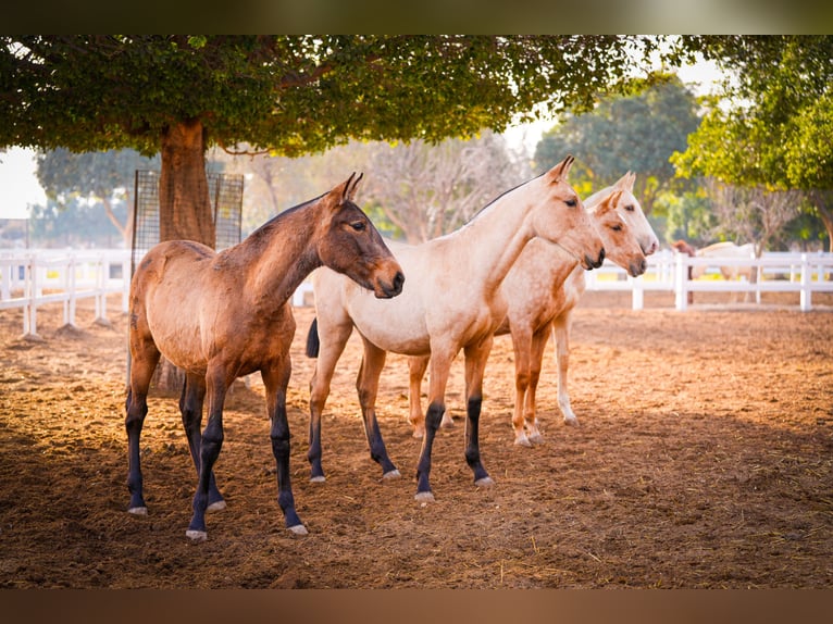 PRE Croisé Jument 2 Ans 150 cm Bai in Valencia