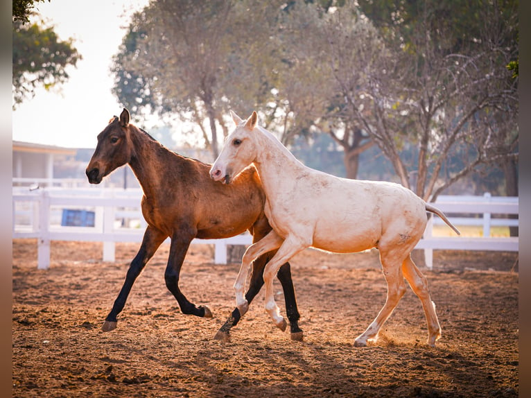 PRE Croisé Jument 2 Ans 150 cm Bai in Valencia