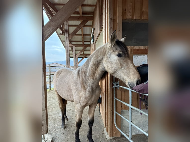 PRE Croisé Jument 2 Ans 150 cm Buckskin in Kumberg