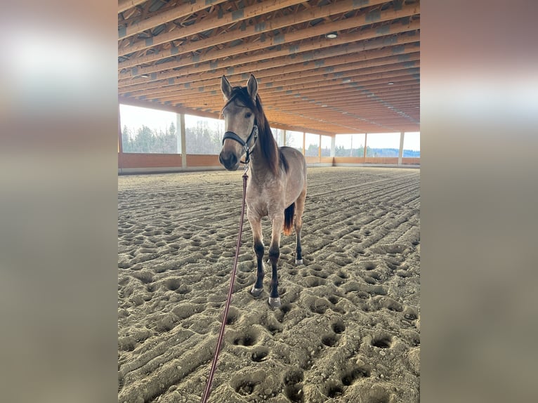 PRE Croisé Jument 2 Ans 150 cm Buckskin in Kumberg