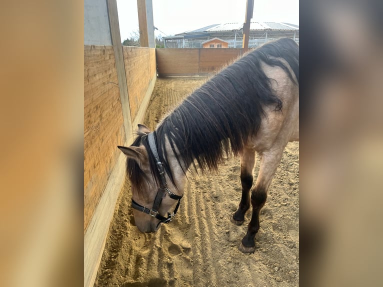 PRE Croisé Jument 2 Ans 150 cm Buckskin in Kumberg