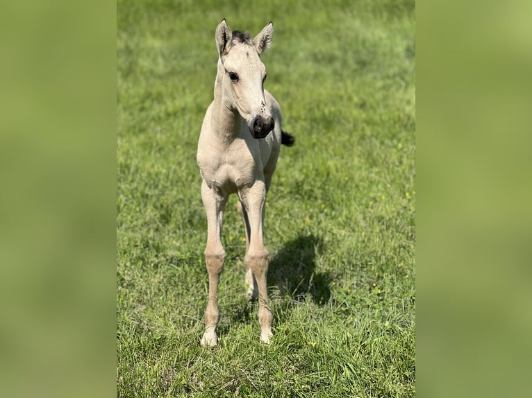 PRE Croisé Jument 2 Ans 150 cm Buckskin in Kumberg