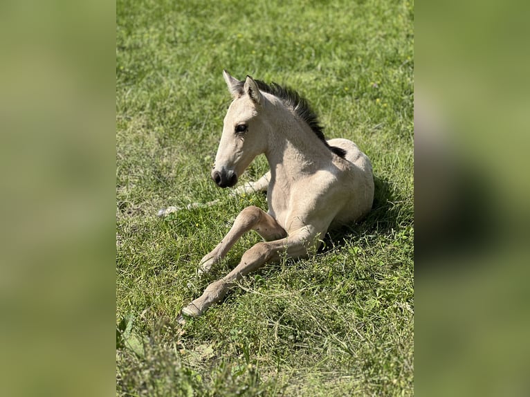 PRE Croisé Jument 2 Ans 150 cm Buckskin in Kumberg