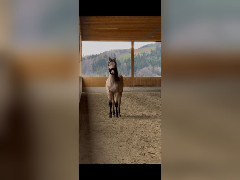 PRE Croisé Jument 2 Ans 150 cm Buckskin in Kumberg