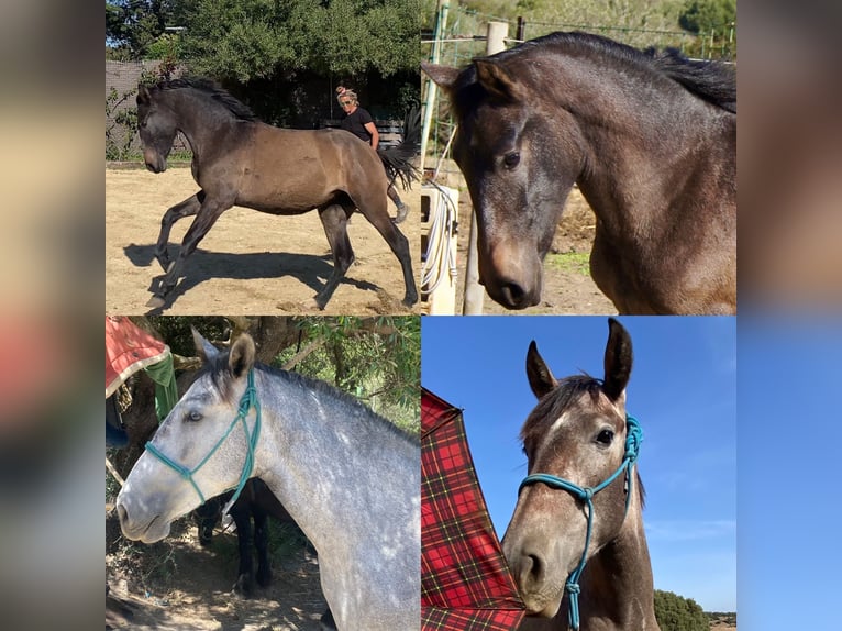PRE Jument 2 Ans 150 cm Gris in Tarifa