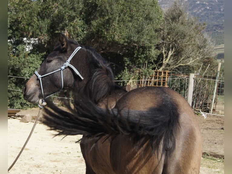 PRE Croisé Jument 2 Ans 150 cm Gris in Tarifa