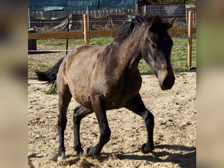 PRE Croisé Jument 2 Ans 150 cm Gris in Tarifa