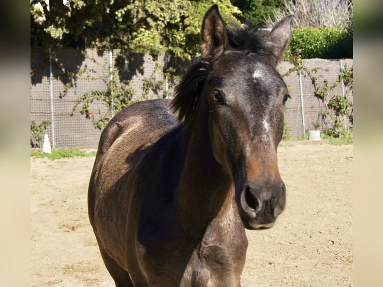 PRE Croisé Jument 2 Ans 150 cm Gris in Tarifa