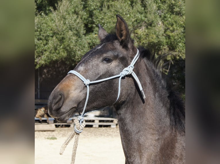 PRE Croisé Jument 2 Ans 150 cm Gris in Tarifa