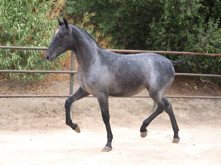 PRE Croisé Jument 2 Ans 150 cm Gris in NAVAS DEL MADRONO