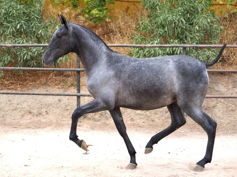 PRE Croisé Jument 2 Ans 150 cm Gris in NAVAS DEL MADRONO
