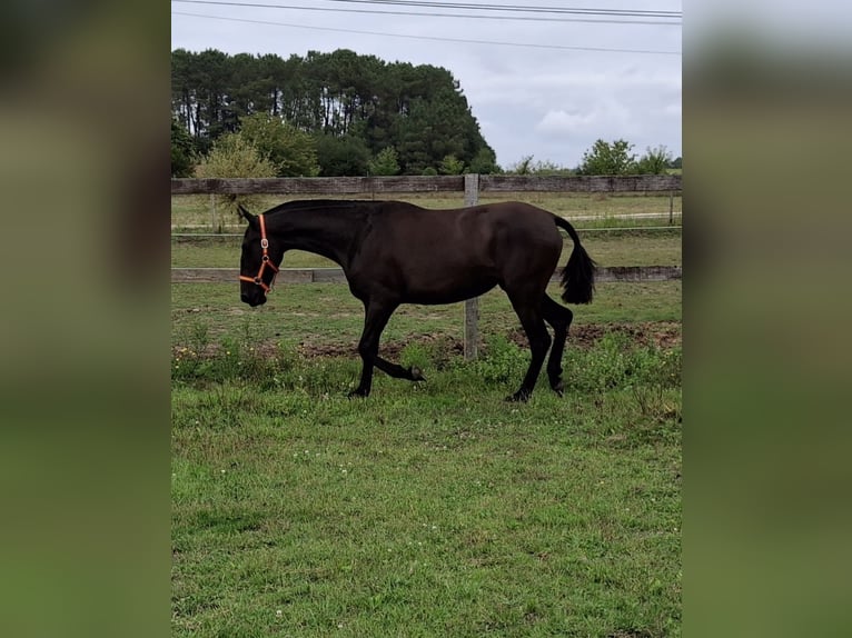 PRE Croisé Jument 2 Ans 150 cm Noir in Daleiden