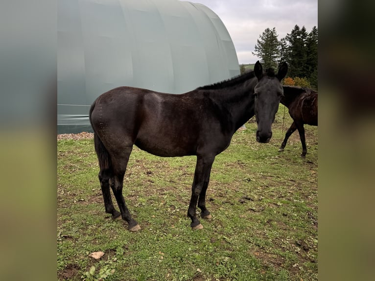 PRE Croisé Jument 2 Ans 150 cm Noir in Daleiden