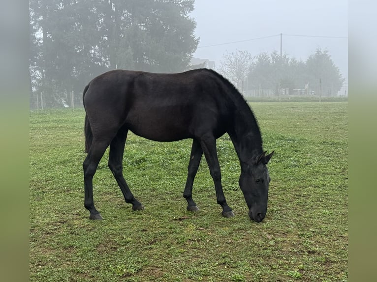 PRE Croisé Jument 2 Ans 150 cm Noir in Daleiden