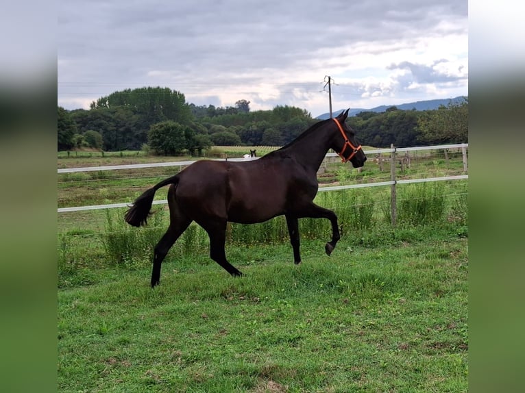 PRE Croisé Jument 2 Ans 150 cm Noir in Daleiden