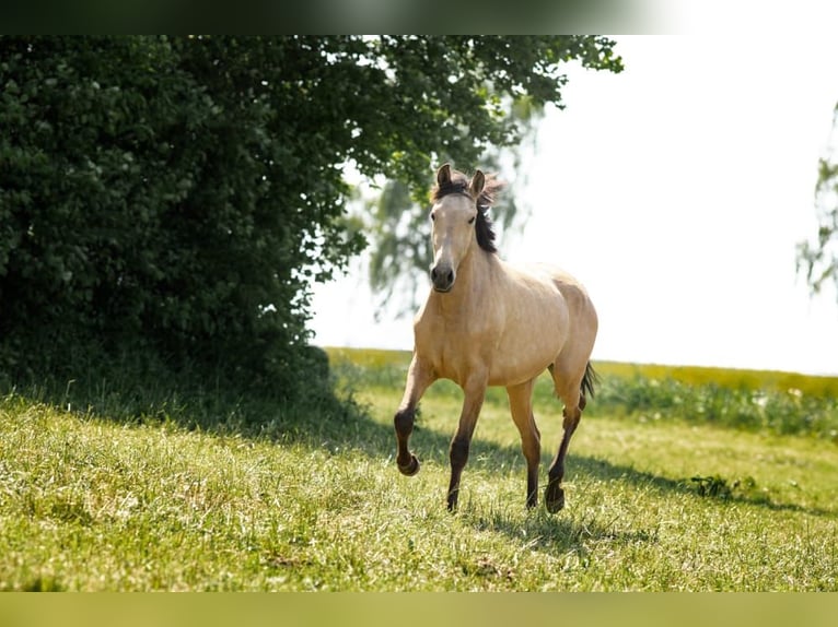 PRE Jument 2 Ans 151 cm Buckskin in Feuchtwangen