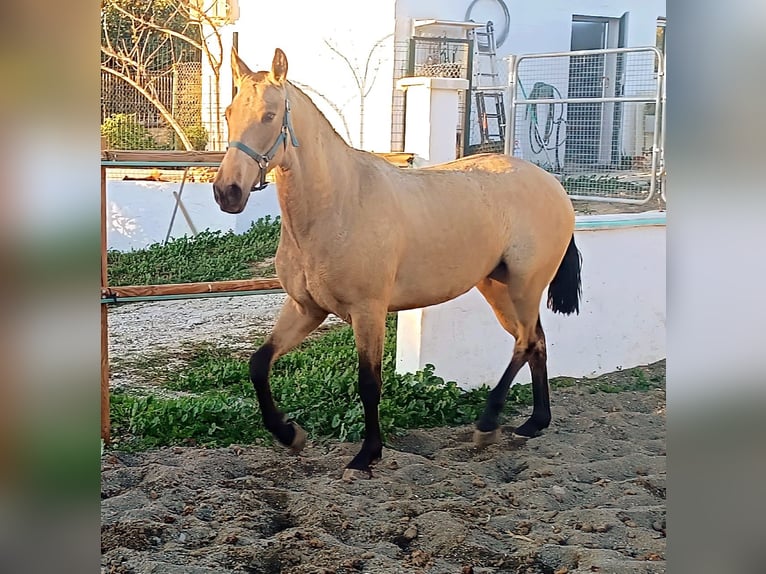 PRE Jument 2 Ans 151 cm Isabelle in Malaga