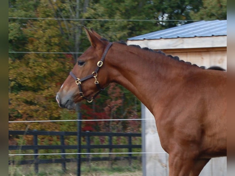 PRE Croisé Jument 2 Ans 152 cm Bai cerise in Fenwick, Ontario