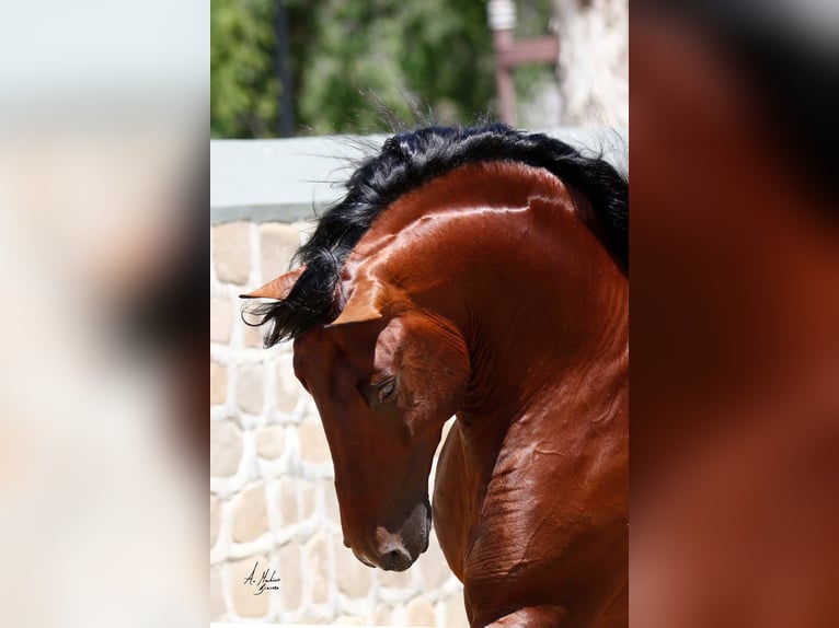 PRE Croisé Jument 2 Ans 152 cm Bai cerise in Fenwick, Ontario