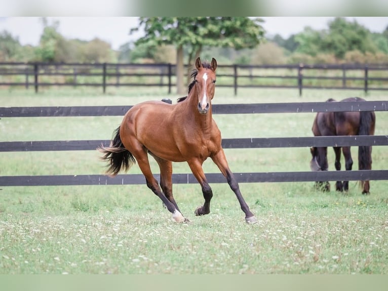 PRE Croisé Jument 2 Ans 152 cm Bai cerise in Fenwick, Ontario