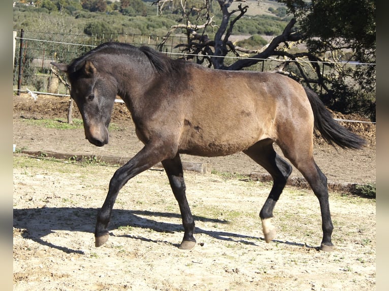 PRE Croisé Jument 2 Ans 154 cm Gris in Tarifa
