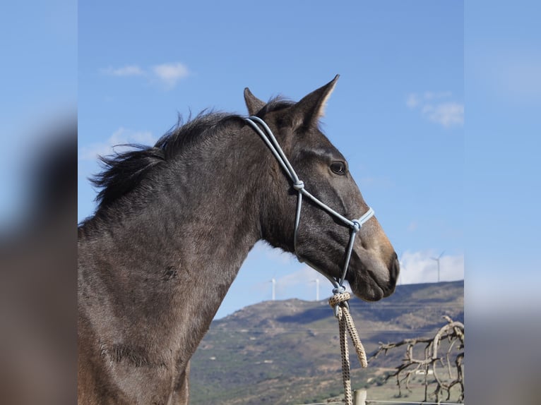 PRE Croisé Jument 2 Ans 154 cm Gris in Tarifa