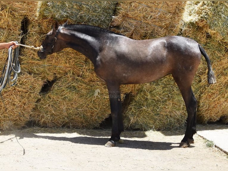 PRE Jument 2 Ans 154 cm Gris in Provinz Malaga