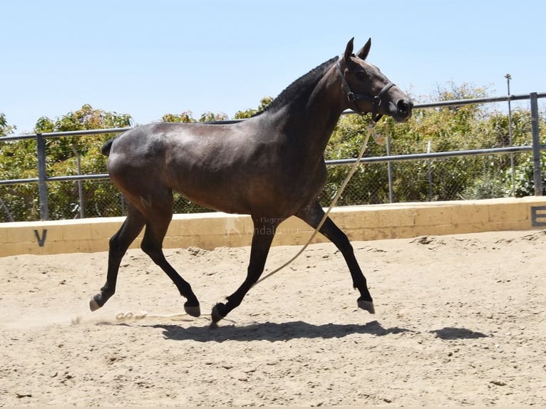 PRE Jument 2 Ans 154 cm Gris in Provinz Malaga