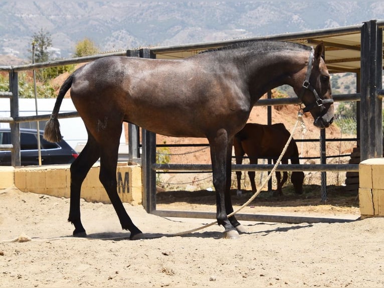 PRE Jument 2 Ans 154 cm Gris in Provinz Malaga