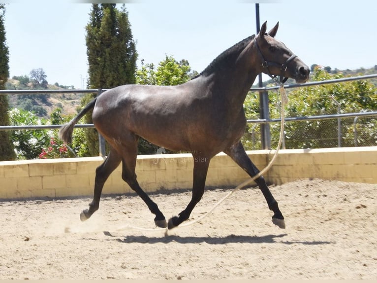 PRE Jument 2 Ans 154 cm Gris in Provinz Malaga