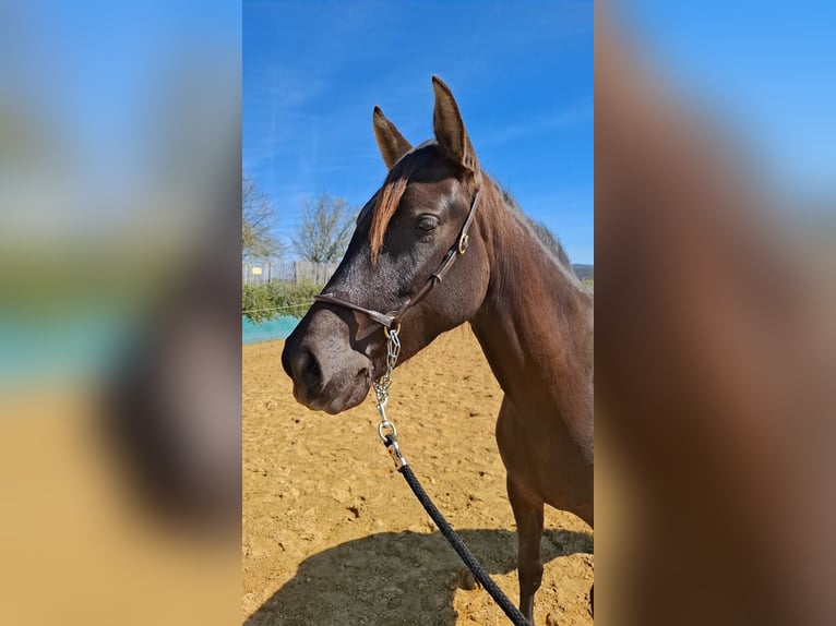 PRE Croisé Jument 2 Ans 154 cm Noir in DUFFORT