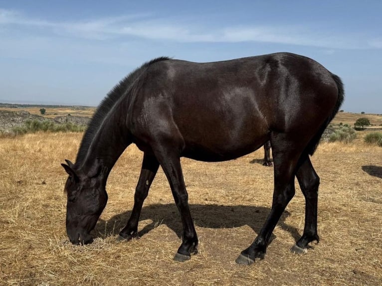 PRE Croisé Jument 2 Ans 154 cm Noir in Navas Del Madro&#xF1;o
