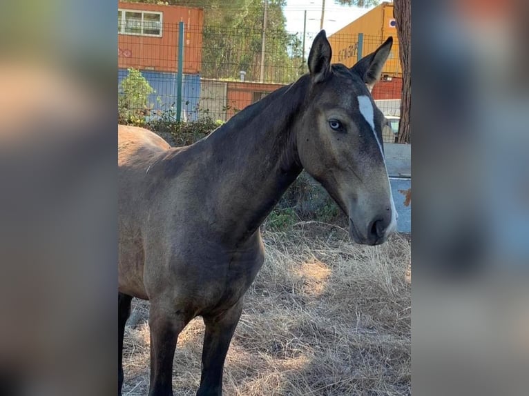 PRE Croisé Jument 2 Ans 155 cm Buckskin in Rafelguaraf