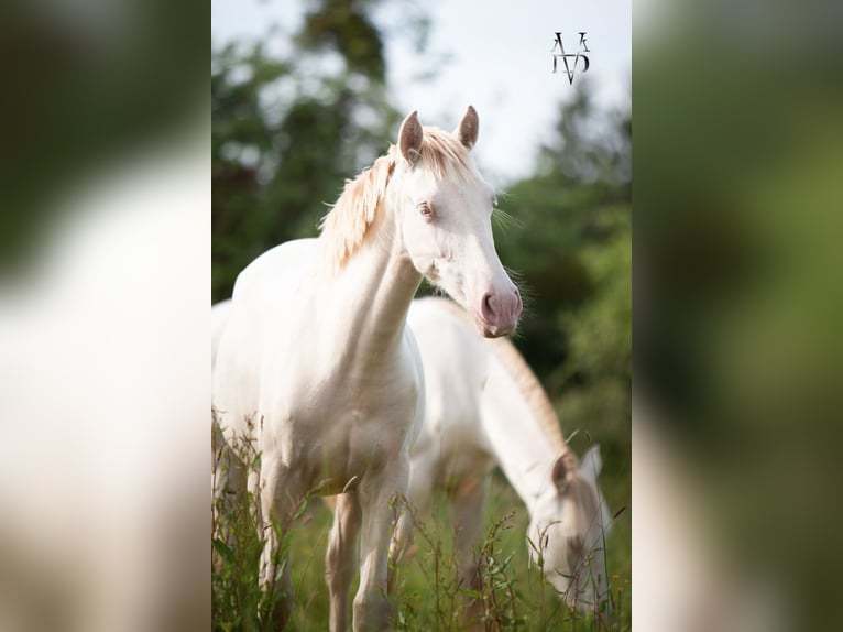 PRE Jument 2 Ans 155 cm Cremello in La Vespière-Friardel